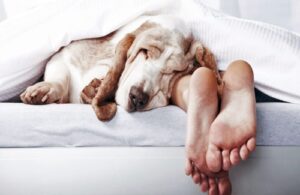 Las enfermedades que puedes contraer por dormir con tus mascotas