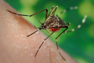 Idean un ‘mapamundi’ interactivo de los mosquitos para ayudar a combatir la malaria