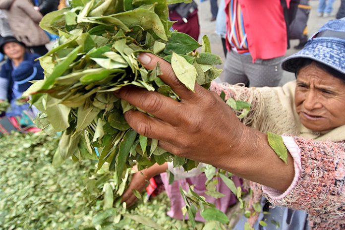 REALIDAD. La hoja de coca es sustento de miles de campesinos en la sociedad boliviana