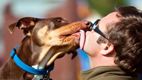 perro-besando-humano