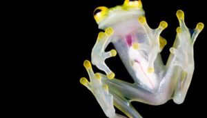 Descubren una nueva especie de rana de cristal en Ecuador