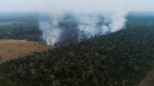 Brasil tendrá que invertir una millonaria suma para recuperar sus bosques