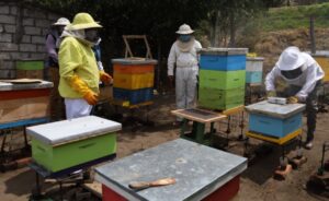 Curso gratuito sobre apicultura se realizará en Píllaro