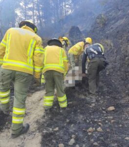 Mujer de 46 años fallece en incendio forestal en Gualel