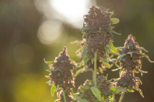 Marihuana es sembrada en  viveros en medio de otras plantas