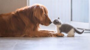Aprende sobre los cuidados de las mascotas junto a tu familia