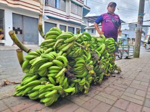 Incremento en el precio del plátano por baja producción