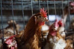 Avicultores preocupados por rebrote  de influenza aviar en Tungurahua