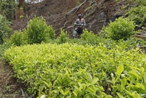 Cultivos de coca vuelven a romper récord en Colombia