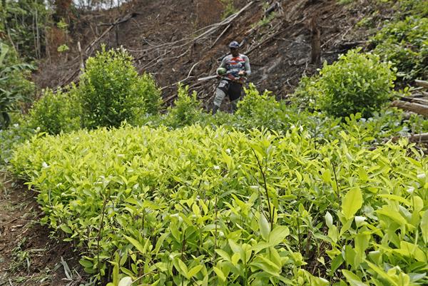 Registro. Un hombre camina en un campo de cultivo de coca,en Unguía (Colombia).