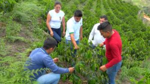 Chinchipe se enfoca en la producción sostenible