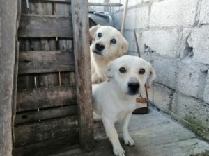 Unidad de Bienestar Animal de Quito rescata 30 perros y brinda oportunidad de adopción