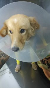 Chaupi, el perro afectado por incendios forestales se está recuperando