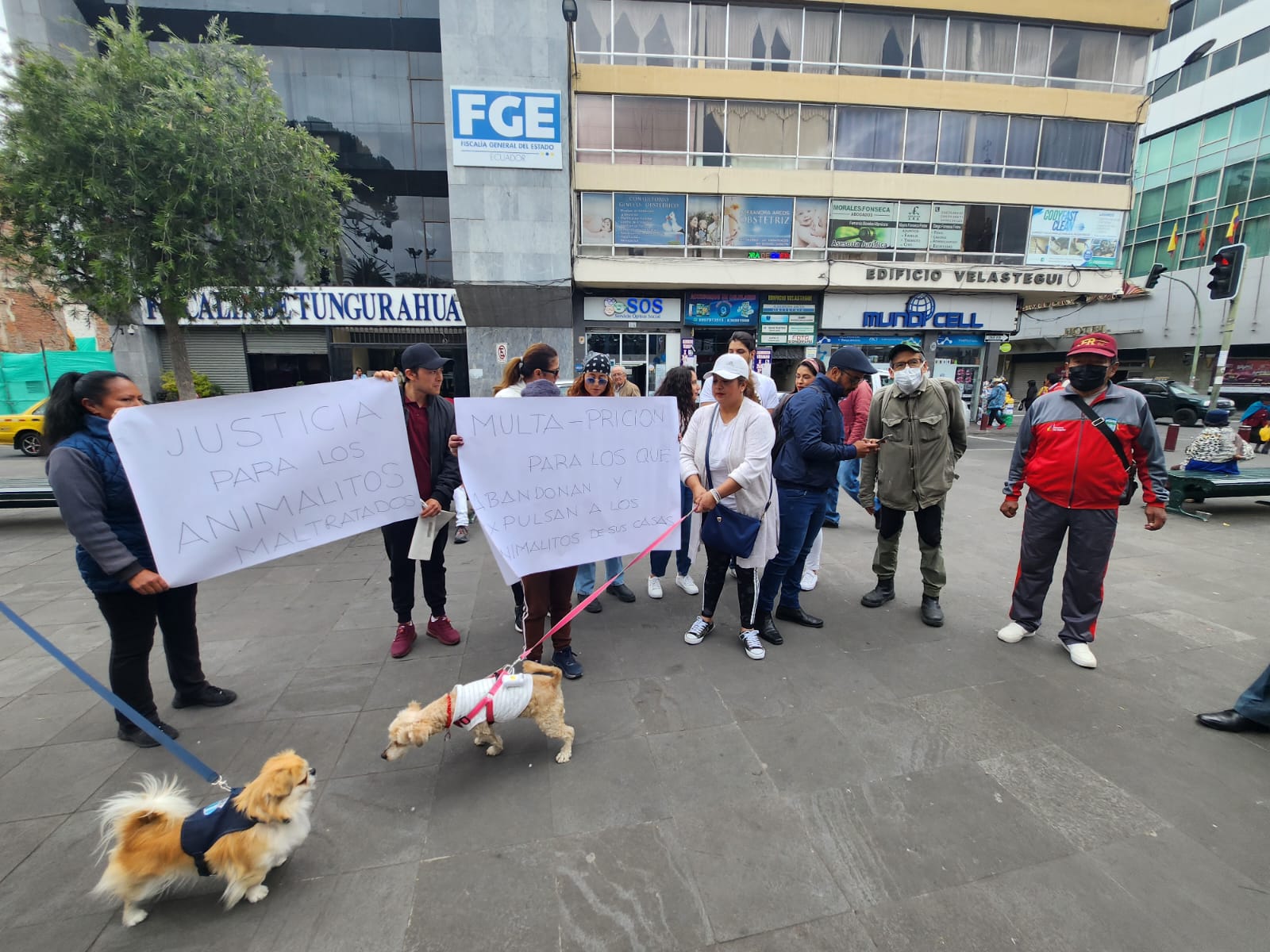 Un grupo de personas defensoras de animales reclamó por justicia ante la mascota asesinada.