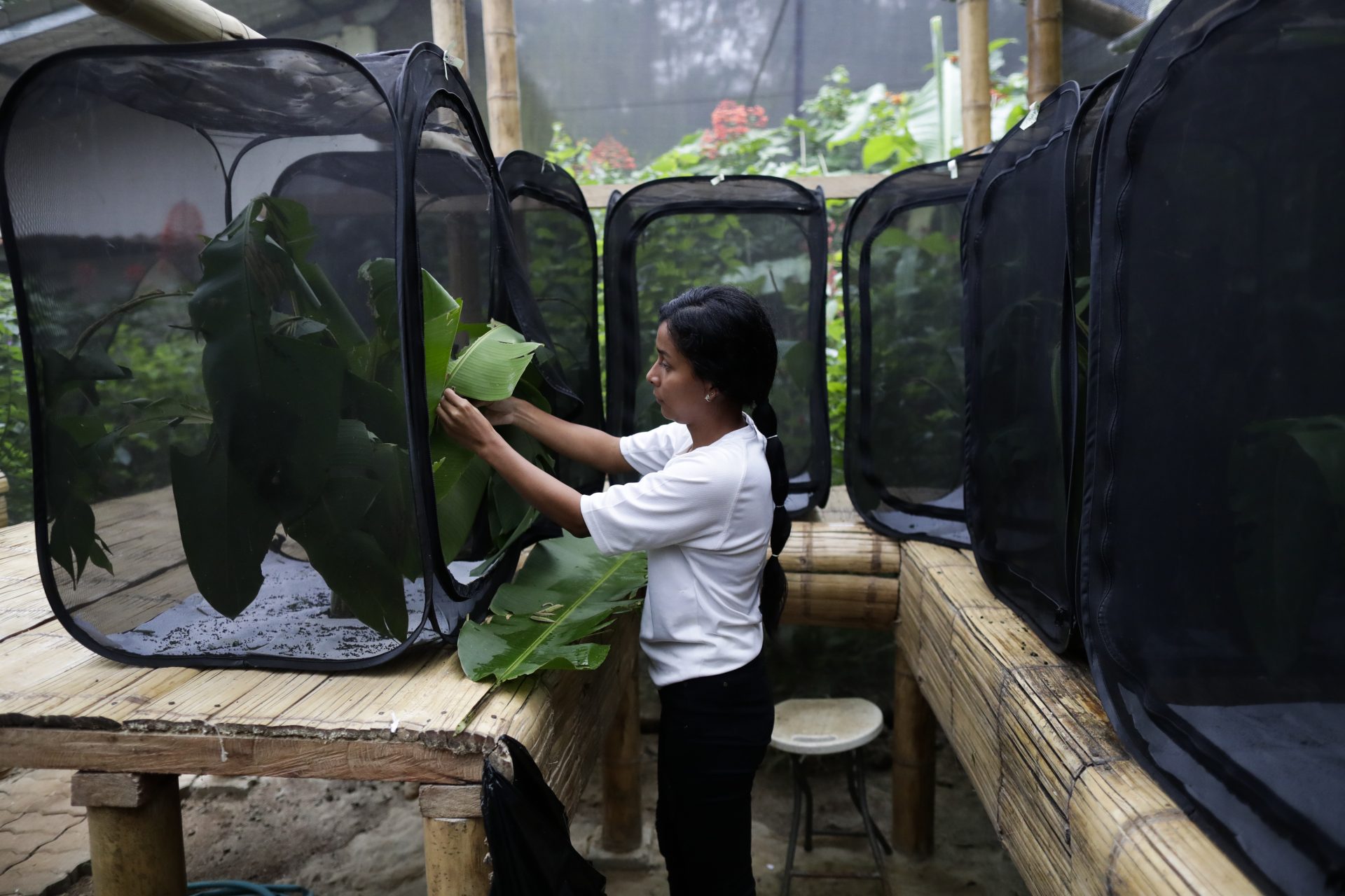 De ganadero a “granjero” de mariposas, el nuevo negocio ecológico emergente en Panamá