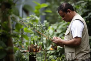 De ganadero a “granjero” de mariposas, el nuevo negocio ecológico emergente en Panamá