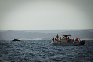 Ballenas en Tumbes y Piura, la experiencia perfecta para viajeros ecuatorianos