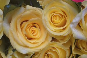 ¿Por qué y qué día se regalan flores amarillas en septiembre?