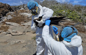 Reportan presencia de gripe aviar en Galápagos, con positivo de tres especímenes