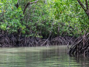 4 Asociaciones se hacen cargo del ecosistema manglar de Esmeraldas