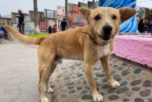 Oso: el perro que fue deportado tras cruzar la frontera entre México y Estados Unidos