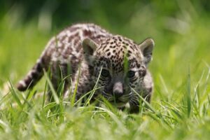 Expertos denuncian que muro fronterizo amenaza migración del jaguar entre México y EE.UU.