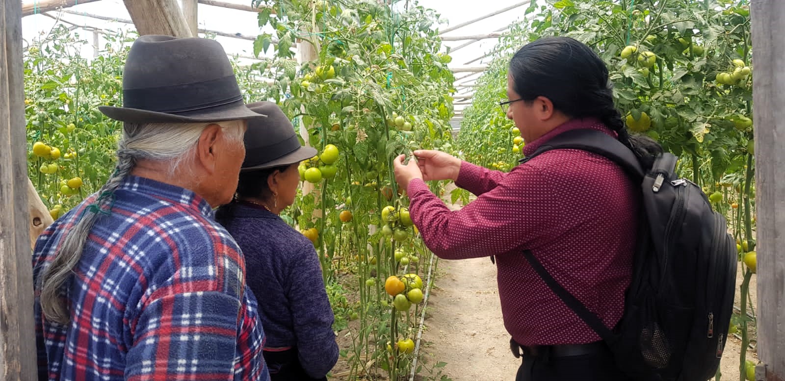 INICIATIVA. Las Escuelas de Campo proporcionan capacitación a agricultores locales para optimizar la producción de tomate de riñón bajo invernadero.