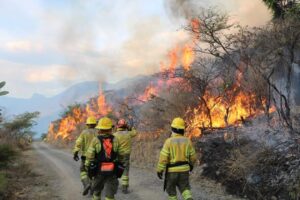 Más de 230 incendios forestales en los últimos tres meses