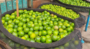 Escasez de limones afecta a mercados y consumidores