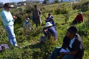 Tungurahua produce el 60% de la mora a nivel nacional
