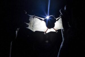 Nueva especie de murciélago descubierta en Ecuador