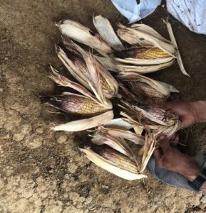 Productores de maíz de Celica buscan ayuda tras pérdidas por lluvias
