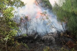 Cómo afectan los incendios forestales a nuestra salud