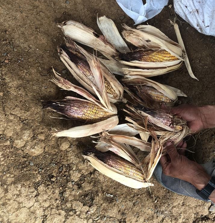 PROBLEMA. Productores de maíz de Celica buscan respuestas y soluciones tras las pérdidas causadas por las lluvias intensas en su región.