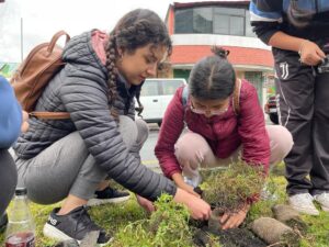 Estudiantes de la Universidad Católica sede Ambato siembran 50 mil árboles en Tungurahua