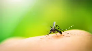 Ecuador activa análisis sobre la aplicación de la vacuna contra el dengue