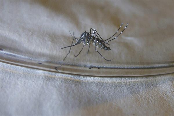Vector. El Aedes aegypti es el transmisor de virus tropicales como dengue, malaria o chikunguña.FE