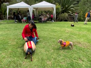 La ‘fiebre’ de los perros salchicha se toma los parques de Quito