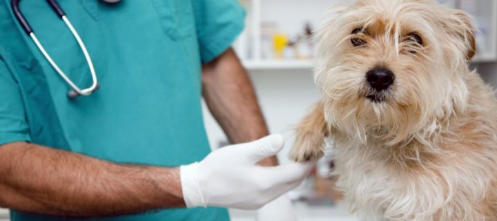 En la campaña de esterilización gratuita participarán mascotas mayores de seis meses.