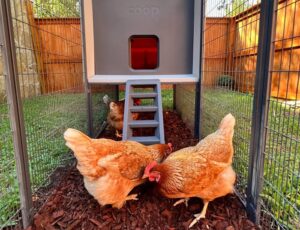“Albert Eggstein”: Inteligencia Artificial que comunicará a humanos  con las gallinas