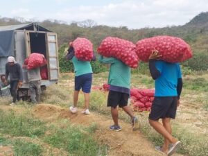 Productores de cebolla exigen control contra contrabando desde Perú