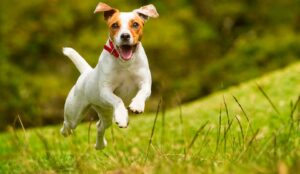 Caminata canina se desarrollará este domingo en Ambato