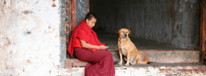 Bután lidera la esterilización y vacunación de perros callejeros