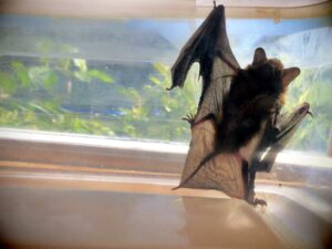 Ecolocalización: Gafas de «murciélago» que podrían «devolver la visión»