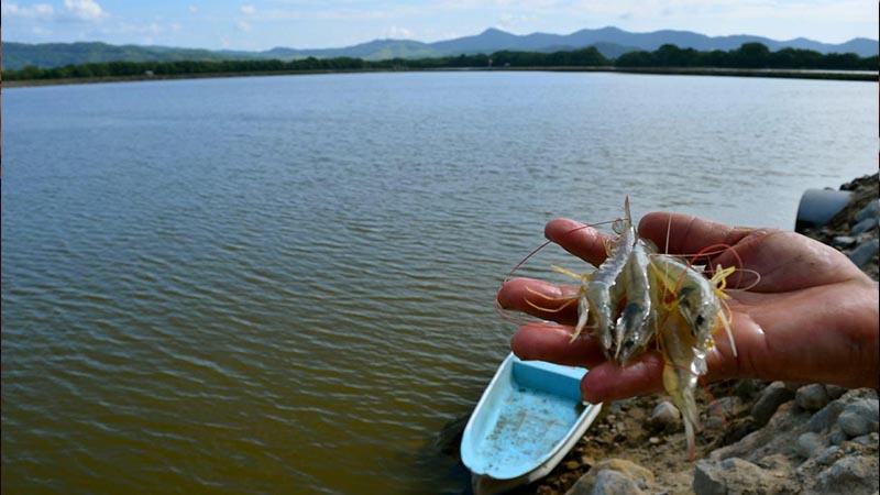 camarón impacto fenómeno de El Niño economía Ecuador