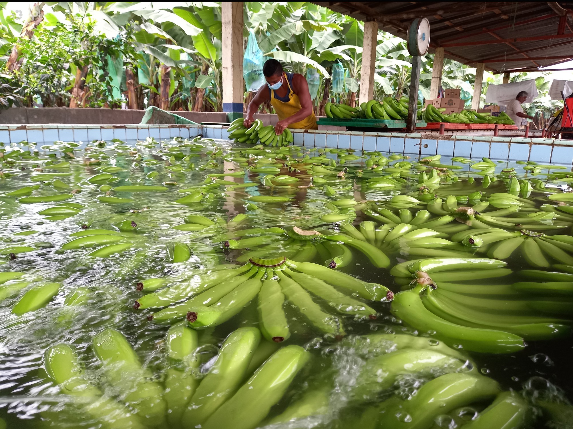 HECHO. El banano es uno de los productos de exportación que más se recuperó en 2023