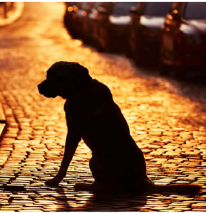 5 pasos a seguir cuando ha perdido a su mascota