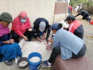 Gobierno Provincial impulsa la producción de chochos en Pelileo