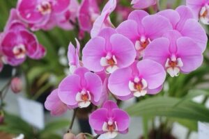 Llega el ‘Garden Fest Loja’, la mayor exposición de orquídeas del país