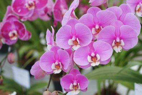 Llega el 'Garden Fest Loja', la mayor exposición de orquídeas del país